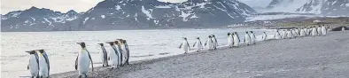  ??  ?? ON THE MOVE. The march of the King penguins on St Andrews bay in South Georgia.