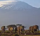  ?? Ben Curtis, AP ?? A herd of elephants walks in the dawn light as snow-covered Mount Kilimanjar­o sits in the background in 2012.