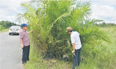  ??  ?? Uggah (left) looking at oil palm seedlings left by the roadside for so long they have grown tall.