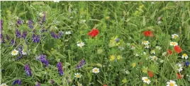  ?? ?? Sow a wildflower seed mix in spring and you’ll have flowers by summer