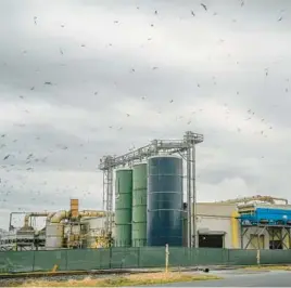  ?? JERRY JACKSON/BALTIMORE SUN ?? Gulls fill the sky above Valley Proteins in Linkwood in Dorchester County. The operator of the Eastern Shore plant that processes poultry carcasses for animal feed has agreed to pay $1 million to settle lawsuits over its pollution problems.