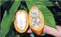  ?? TIM CHAPMAN TRIBUNE NEWS SERVICE ?? Mars has hired Benson Hill Biosystems to outfit it with computing tools to help develop more resilient cacao trees.