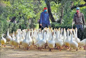  ??  ?? Horticultu­re team gather geese for medication following reports of bird flu cases at Sanjay Lake in New Delhi on Monday