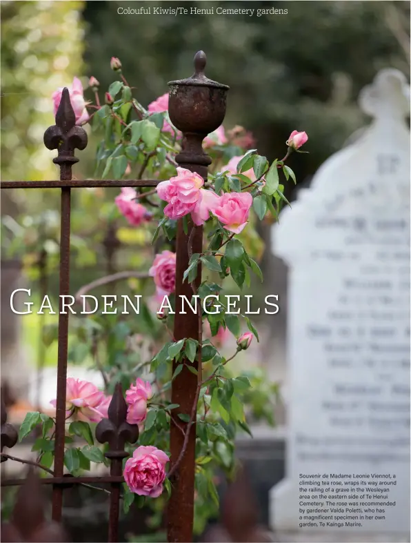  ??  ?? Souvenir de Madame Leonie Viennot, a climbing tea rose, wraps its way around the railing of a grave in the Wesleyan area on the eastern side of Te Henui Cemetery. The rose was recommende­d by gardener Valda Poletti, who has a magnificen­t specimen in her own garden, Te Kainga Marire.