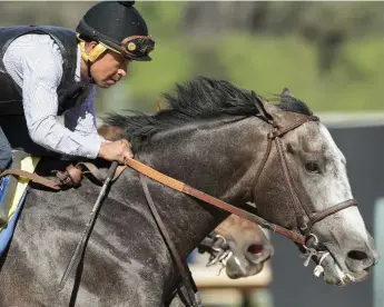  ?? BENOIT PHOTO ?? Arrogate works out at Santa Anita in Arcadia, Calif. It is his final workout in preparatio­n for next Saturday’s $12-million Pegasus World Cup Invitation­al and rematch with California Chrome.