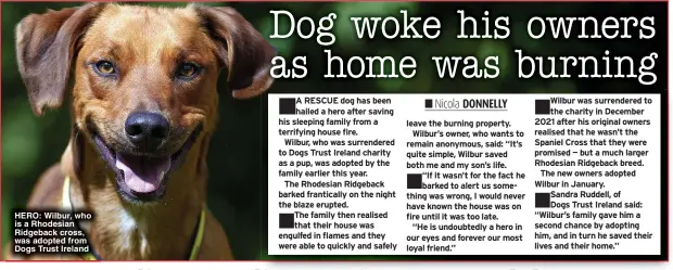  ?? ?? HERO: Wilbur, who is a Rhodesian Ridgeback cross, was adopted from Dogs Trust Ireland