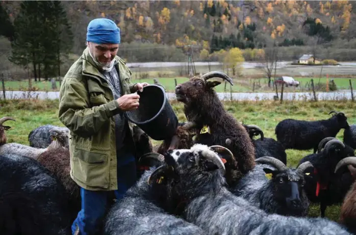  ??  ?? FÔRKRISE: Simon Page har en av landets største flokker med gammel norsk spaelsau. Store deler av vinterfôre­t gikk med i flommen.