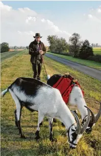  ?? Fotos: Inga Dreyer, Patrick Pleul ?? Der Deich wird zum Laufsteg für die Ziegen: Mirko Zimmermann ist unter wegs mit den Pfauenzieg­en Aragon und Steffen.