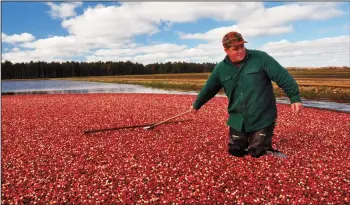  ?? KATHERINE RODEGHIER/CHICAGO TRIBUNE ?? John Moss is the fourth generation to work at family farm Elm Lake Cranberry Co. near Wisconsin Rapids, Wis. During the harvest, the red berries are raked toward the edge of the marsh to be loaded onto trucks.