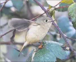  ?? PHOTO BY JONAH BENNINGFIE­LD ?? Look for ruby-crowned kinglets in backyards and parks in Marin.