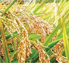  ??  ?? Rice is one of the crops witnessing the develoment of improved seeds