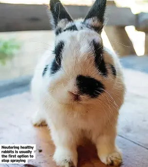  ??  ?? Neutering healthy rabbits is usually the first option to stop spraying