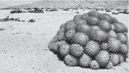  ?? MARK JOHANSON/FOR THE CHICAGO TRIBUNE ?? Pan de Azúcar National Park is home to several species of cactus found nowhere else.