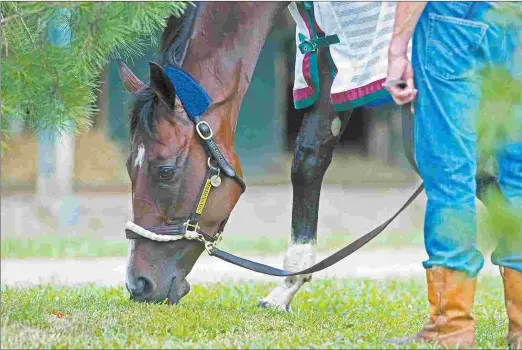  ?? BARBARA D. LIVINGSTON ?? Two-time champion Songbird is expected to be among the sale-toppers at this year’s Fasig-Tipton Kentucky November sale.