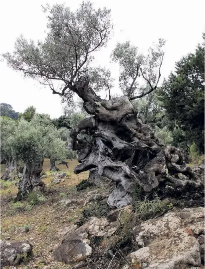  ?? ?? Mallorcas Hinterland: Auf der Muleta-Halbinsel wandert man durch alte Olivenhain­e.