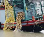  ?? —AFP ?? In this file photo a male Royal Bengal Tiger leaps into the water after it was released from a forest department boat on the River Harikhali in the Sundarbans delta forest, some 150 kms south of Kolkata.