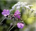  ??  ?? Left to right: A reed warbler unwittingl­y feeds a cuckoo chick; cow parsley in profusion along a spring verge; dainty red campion flowers punctuate the greenery.