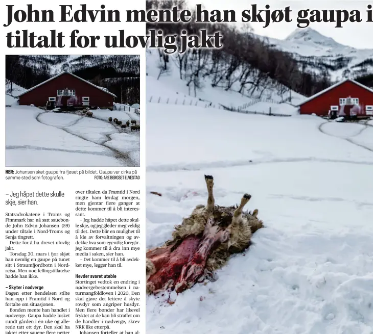  ?? FOTO: ARE BERGSET ELVESTAD ?? HER: Johansen skøt gaupa fra fjøset på bildet. Gaupa var cirka på samme sted som fotografen.
TILTALT: John Edvin Johansen mistet én sau til gaupa. Da den kom tilbake tok han rifla fatt. Nå står han tiltalt for ulovlig jakt. Foto: Are Bergset Elvestad