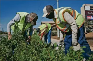  ?? MATT DAHLSEID/THE NEW MEXICAN ?? Jacob Trujillo, from left, Noe Waldemar Gramojo Perez and Jorge Salazar trim weeds Friday morning along Cerrillos Road. Though cultural issues have dominated the debate over the campaign for mayor, the candidates say fundamenta­l city services must remain a focus.