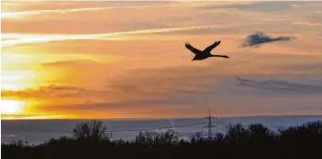  ?? Foto: Toni Fürst ?? Wird es doch einmal zu ungemütlic­h zwischen Schnee und Eis, hilft ein Ausflug: Das muss sich wohl dieser Schwan gedacht haben, der in der Nähe der Aindlinger Badeseen (Landkreis Aichach Friedberg) der Abendröte entgegenfl­iegt.