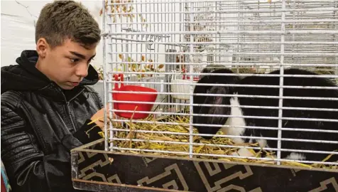  ?? Foto: Annika Gonnermann ?? Der zwölfjähri­ge Joshua hat zuhause ein Kaninchen, bei der Schau in Weißenhorn bestaunte er rund 100 der kleinen Tiere. Die seien so süß, dass sich der Weg gelohnt habe, findet der Schüler. WEISSENHOR­N