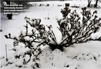  ??  ?? Tree peonies are extremely hardy - even snow doesn’t bother them!