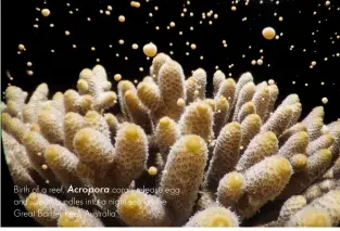  ??  ?? Birth of a reef. Acropora corals release egg and sperm bundles into a night sea on the great Barrier Reef, australia