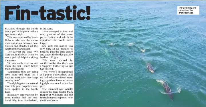  ??  ?? The dolphins are caught on the drone footage