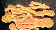  ??  ?? Nature/Animals category: Laetiporus Sulphureus - Chicken Of The Wood. Photo by Brian Walbey.