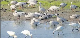  ??  ?? Migratory birds congregati­ng at a pond in Jhalawar before their return flight home.