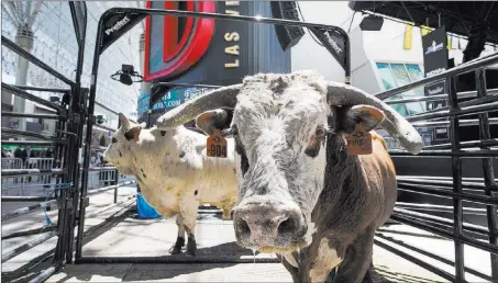  ?? Richard Brian ?? Las Vegas Review-journal @vegasphoto­graph Retired bulls Fire & Smoke, front, and Catfish John on display during a news conference Thursday at the Fremont Street Experience for the upcoming Helldorado Days parade and the Profession­al Bull Riders’ Last...