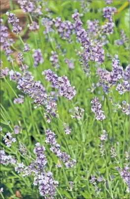  ?? CONTRIBUTE­D PHOTO ?? Lavender dries relatively quickly and retains the best color when dried in a low humidity, dark location.