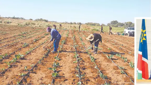  ?? Photo: The Namibian ?? Agricultur­al developmen­t… Workers busy at the Hardap green scheme outside Mariental in the Hardap region. Below, Hardap regional governor Salomon April.