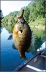  ?? NWA Democrat-Gazette/ FLIP PUTTHOFF ?? A sizeable bluegill bit on a soft plastic lure on the Illinois River.