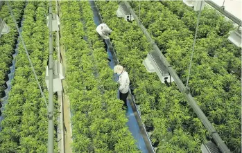  ?? THE CANADIAN PRESS FILES ?? Workers tend to cannabis crops ahead of the legalizati­on of recreation­al marijuana on Oct. 17. Quality production is one of the topics being discussed at the Cannabis Hemp Conference.