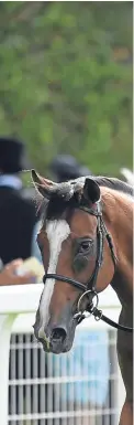  ?? Picture: Getty
Images. ?? Trip To Paris and Graham Lee are led into the winners’ enclosure after claiming victory in the Gold Cup.