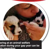  ??  ?? Volunteeri­ng at an animal welfare organisati­on during your gap year can be extremely rewarding.