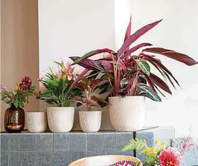  ?? ?? Les pots réservés aux plantes sont tous conçus aussi bien pour s'harmoniser avec la décoration intérieure qu’avec la décoration extérieure.