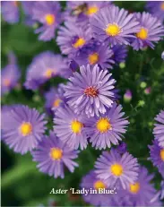  ??  ?? Aster ‘Lady in Blue’.