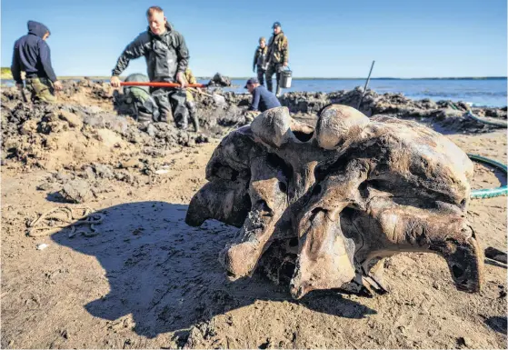  ?? REUTERS ?? Specialist­s discover mammoth bones along the shore of Pechevalav­ato Lake in the Yamalo-Nenets autonomous district.