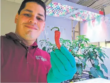  ?? COURTESY PHOTO ?? Jacob Torres holds a New Mexico chile grown as part of NASA’s PH04 experiment. NASA scientists plan to fly the NuMex Española Improved chile to the Internatio­nal Space Station, where it will be part of an ongoing experiment to grow crops without gravity — and perhaps eventually on Mars.