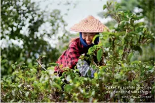  ??  ?? Picker Yu spends an entire day gathering buds from a single gushu tree