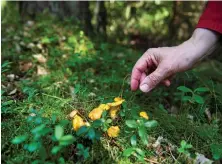  ?? Bild: EMIL LANGVAD/TT ?? MATSVAMP. Kantarell är en av de saker från naturen som ger oss föda.