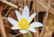  ?? SEABROOK CHARLES ?? Coming across the stunning white bloom of a bloodroot in the woods in early spring can lift one’s spirit.