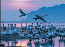  ?? LI XINJUN / FOR CHINA DAILY ?? Whooper swans feed at the Rongcheng Swan National Nature Reserve in Shandong province in January.