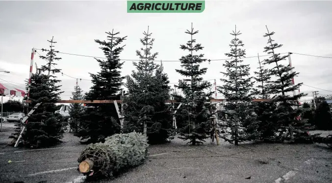  ?? Justin Sullivan / Getty Images ?? Christmas trees are displayed at Speer Family Farms in Alameda, Calif. Across the U.S., Christmas tree farmers are getting out of the business.