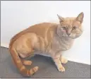  ??  ?? INJURED: a broken leg
Macavity was found with