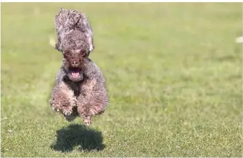  ?? FOTO: UWE MISERIUS ?? Hunde machen viel Freude, doch sollten sie auch auf jeden Fall angemeldet sein. Aktuell zahlen nur neun von zehn Hundehalte­rn in Leverkusen Steuer.