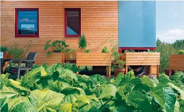  ?? FOTO: TATJANA FRANZ ?? Den Platz um ihr Tiny House herum nutzt Tatjana, um Obst und Gemüse für den Eigenbedar­f anzubauen.