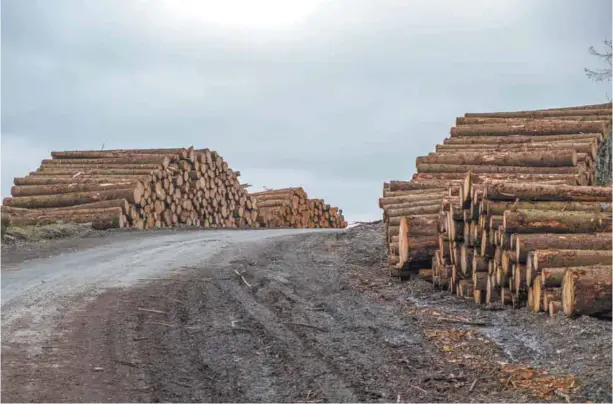  ?? SEAN MCGEE UNSPLASH ?? En région, le mode de développem­ent a été pensé en fonction des secteurs de formation qui correspond­aient aux besoins sur place, comme à Chicoutimi avec la foresterie et l’aluminium.